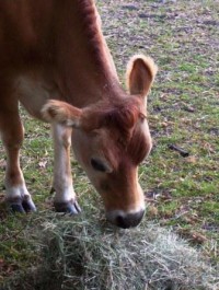 Norman (C) Rivers Critters Ranch LLC