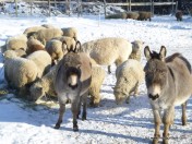 Winter Sheep Donkeys Snow