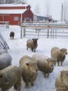 Sheep Barn Snow