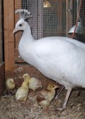 Peahen and Chicks