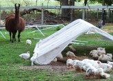 Free Range Chickens 6 Weeks Old