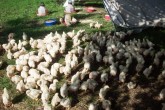 Free Range Chickens In the Field