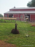 Johnathan Llama enjoying a hot summer day