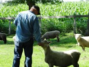 Feeding the Sheep Hobby Farm Dreams